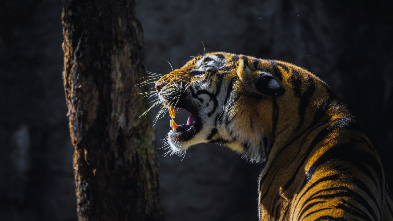 TAMING THE TIGER: ONLINE TOOLS AND SOFTWARE TO HELP YOU BETTER MANAGE YOUR BUSINESS