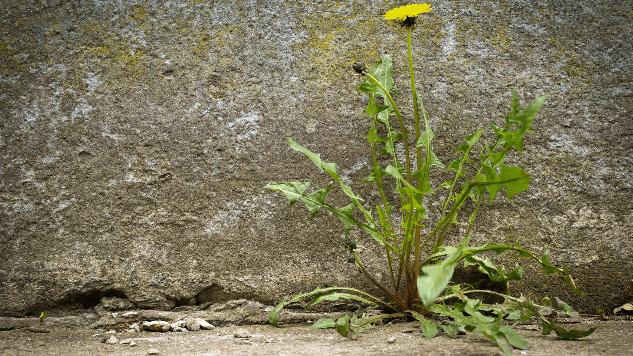 BEYOND SURVIVAL: THE ACTIONABLE GAME PLAN TO INCREASE SALES, INCOME AND VIABILITY (Part 2 of 2)